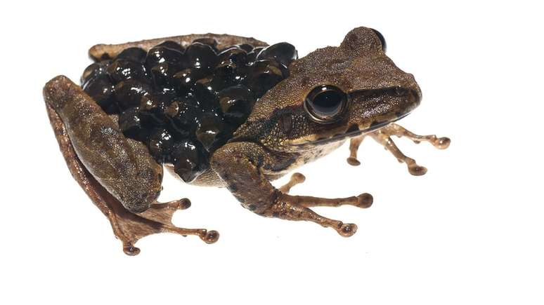 Poss&iacute;vel exemplar da esp&eacute;cie Stefania evansi chamou a aten&ccedil;&atilde;o dos pesquisadores | Foto: Andrew Snyder/Global Widelife