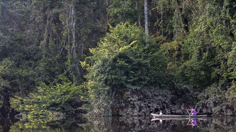Guiana conta com 75% do territ&oacute;rio coberto pela floresta amaz&ocirc;nica | Foto: Andrew Snyder/Global Widelife