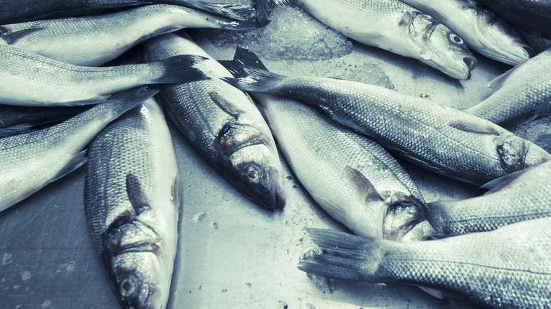 Grande quantidade de gelo em pescados também pode enganar consumidor