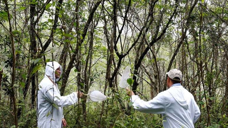 Surto de febre amarela silvestre ameaça macacos, que não transmitem a doença, mas funcionam como sentinelas para autoridades