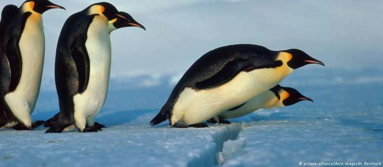Pinguim-imperador &eacute; a maior esp&eacute;cie viva deste tipo de ave