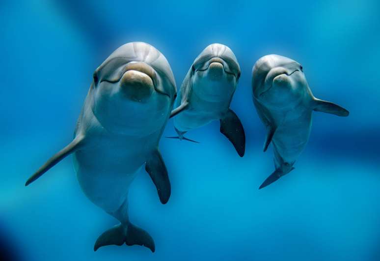 Há animais, como golfinhos, que conseguem adormecer só metade do cérebro por vez