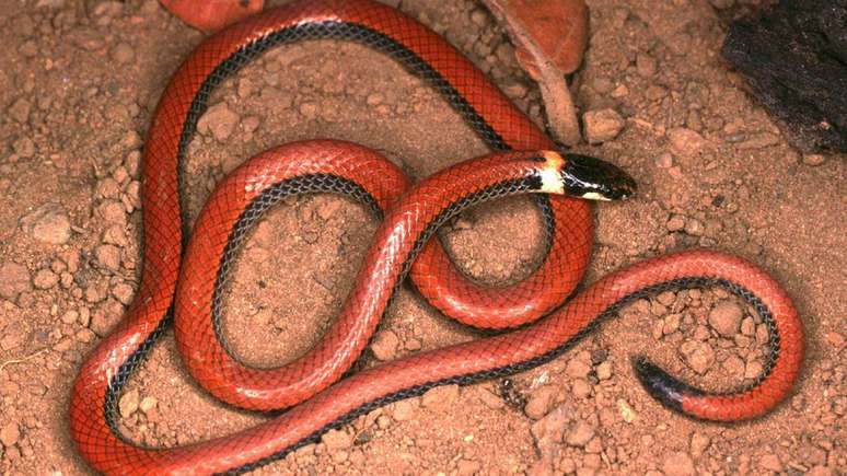Biólogo brasileiro reúne em livro ilustrado imagens de todas as cobras já identificadas no Cerrado | Foto: Divulgação