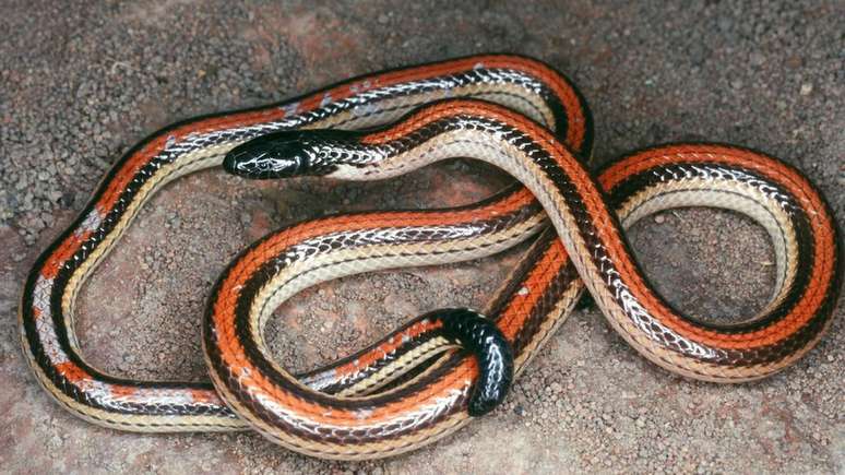 Pesquisa sobre serpentes do bioma começou em 1996 | Foto: Divulgação