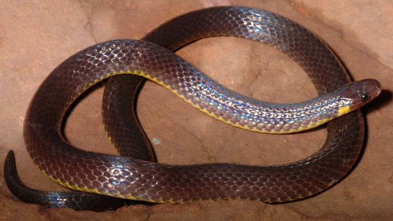 Parte das cobras foram fotografadas no Instituto Butantan, em São Paulo | Foto: Divulgação