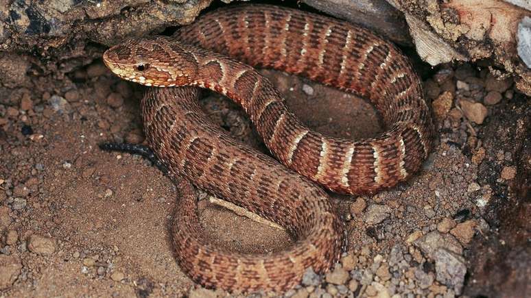 Bothrops itapetiningae