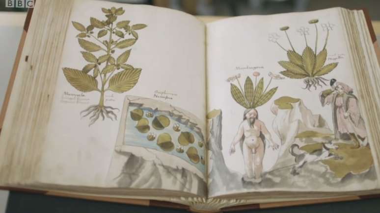 Livro do século 15 com ilustrações de mandrágoras de Giovanni Cadamosto aparece no documentário da BBC sobre a mostra