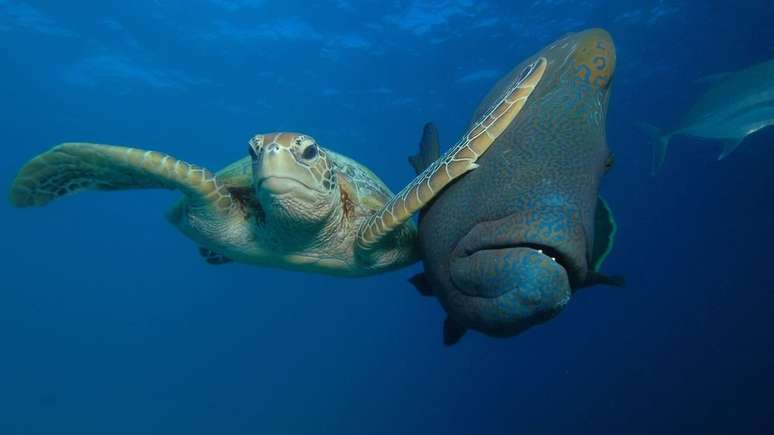 Tapa de tartaruga em peixe ficou entre finalistas | Troy Mayne