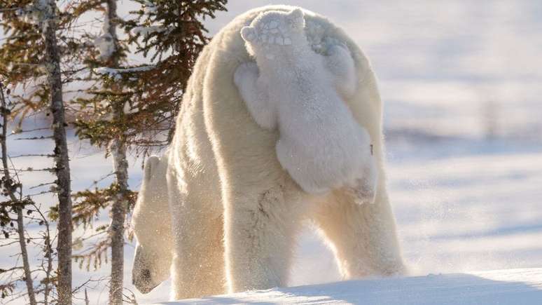 Filhote de urso polar 'pega carona' em adulto | Foto: Daisy-Gilardini