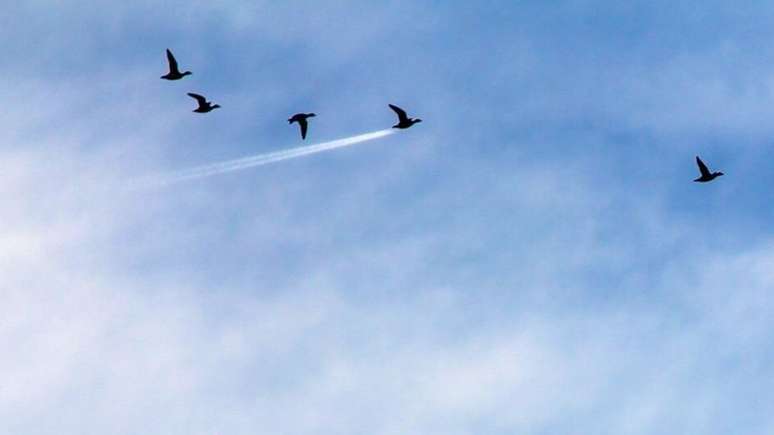 Pato parece ter deixado marca no ar, assim como fazem os aviões, em foto premiada | Foto: John-Threlfall