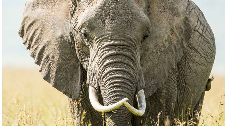 Na foto, as longas presas de um elefante africano, que não estavam presentes em Jumbo porque quebraram ou foram desgastadas devido ao estresse