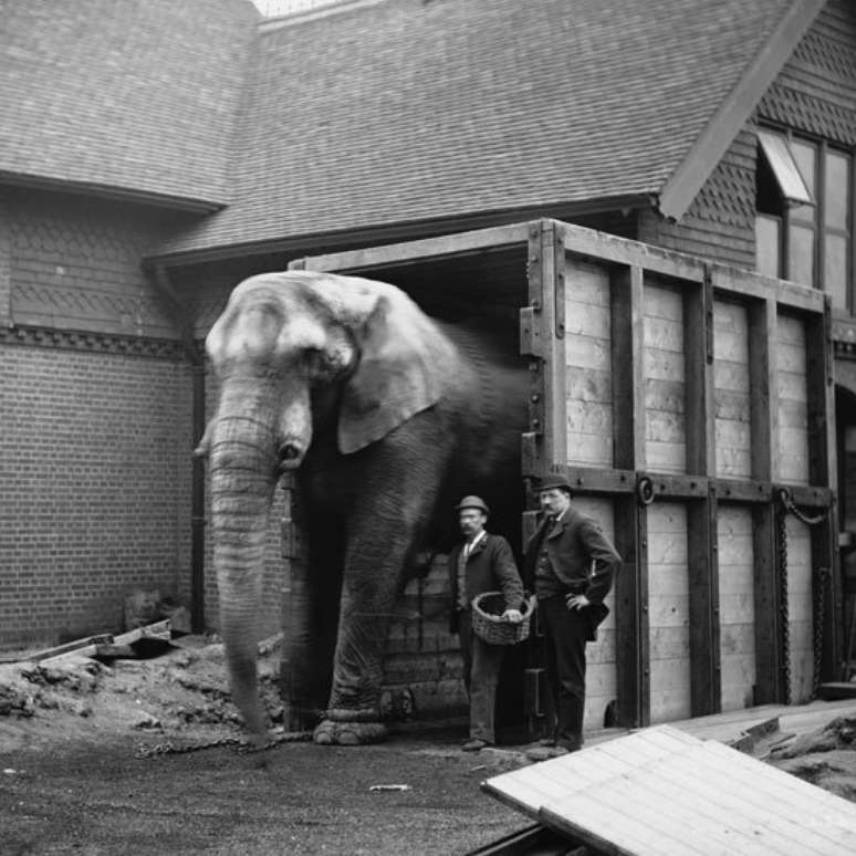 O cuidador de Jumbo, Matthew Scott, foi a única pessoa que conseguiu acalmar o elefante para embarcar no navio rumo aos Estados Unidos | Foto: Wiki Commons