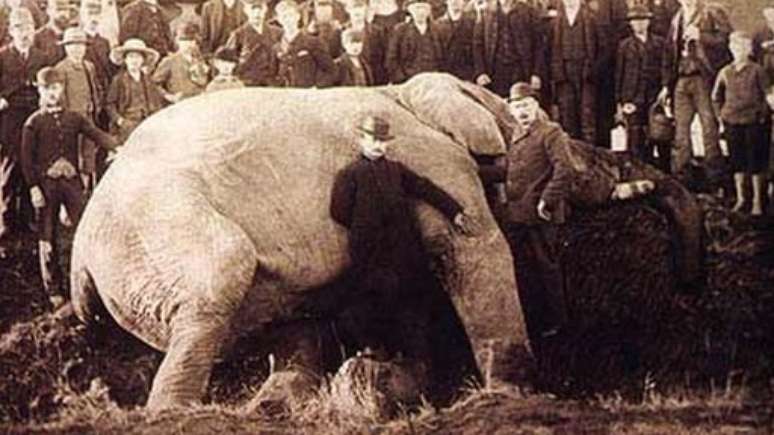 Matthew Scott, o cuidador de Jumbo, aparece junto às orelhas do elefante em foto tirada após a morte do animal | Foto: Wiki Commons