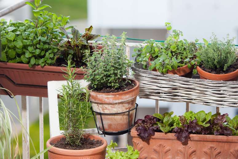 Você pode plantar temperinhos em diversas superfícies diferentes, use de acordo com seu espaço
