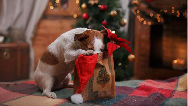 Doces e chocolate podem ser um veneno para seu cachorro no Natal - saiba  como protegê-lo