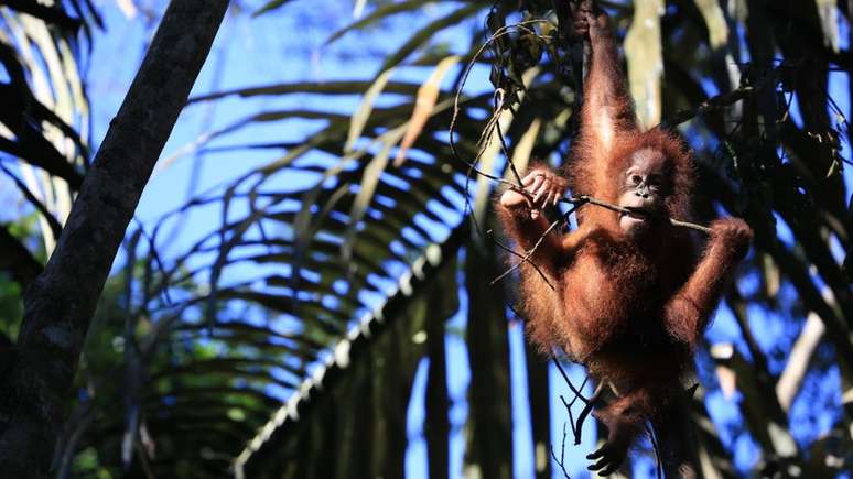 Ex-caçadores estão sendo contratados para ajudar a proteger a fauna na Indonésia | Foto: Victoria Gill