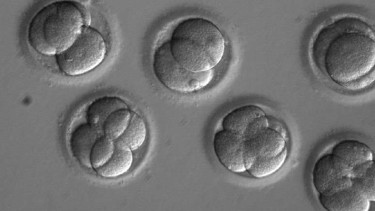 Embriões humanos foram modificados pela primeira vez com uma nova técnica de edição genética, diferente da já conhecida CRISPR (usada nos da imagem acima) | Foto: OHSU
