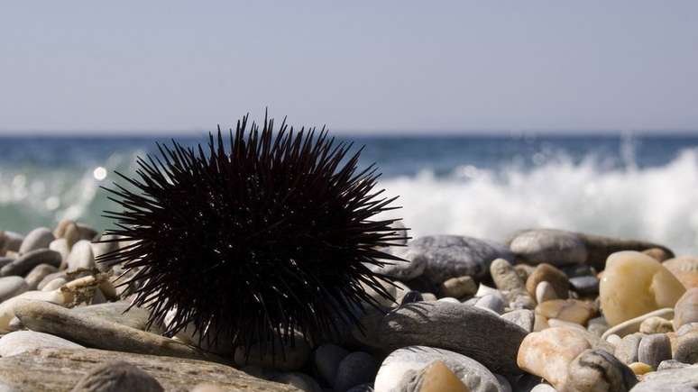 Espécies de ouriço-do-mar brasileiras não são venenosas, mas espinhos podem penetrar profundamente a pele | Foto: Thinkstock