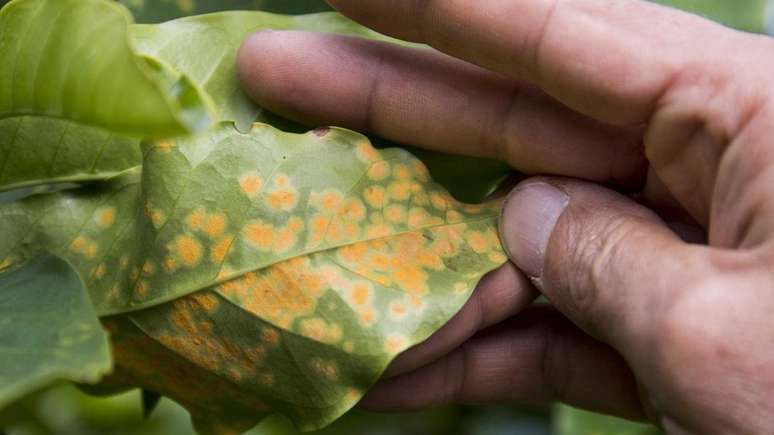 Quando cafeeiro &eacute; atingido pela praga, folhas ganham tom amarelo acastanhado | Foto: Getty Images