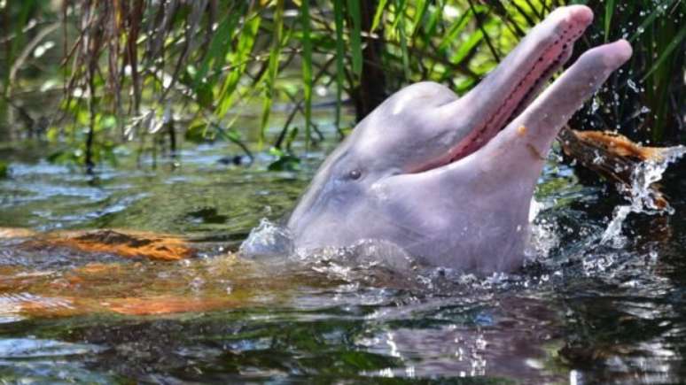 Pesquisador narra impacto do uso da carne de botos como isca para peixes contaminados por mercúrio no rio Amazonas | Foto: Fundacao Omacha