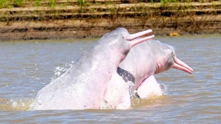 Com um boto morto usado como isca, pescadores conseguem pescar 250 quilos de picaratinga | Foto: Fundacao Omacha