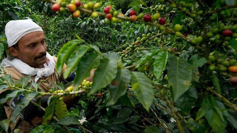 Col&ocirc;mbia &eacute; terceiro maior produtor de caf&eacute; do mundo | Foto: Getty Images