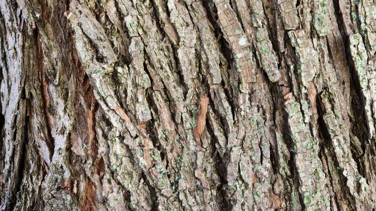 O princ&iacute;pio ativo da casca de salgueiro &eacute; o mesmo da aspirina | Foto: Getty Images