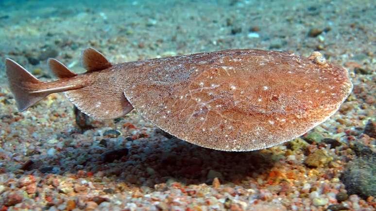 'Tratamento' com peixes el&eacute;tricos tem alguma semelhan&ccedil;a com m&eacute;todo atual, a eletroestimula&ccedil;&atilde;o percut&acirc;nea | Foto: Getty Images