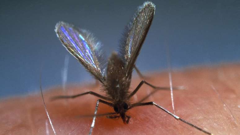 A doença é transmitida por diferentes espécies de flebotomíneos, como o mosquito-palha | Foto: Sinclair Stammers/Science Photo Library