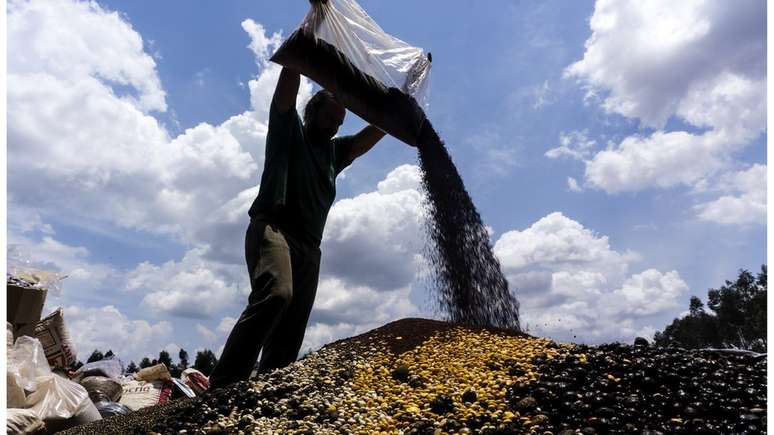 Muvuca, como é chamada a mistura de sementes de diferentes espécies para recuperação ambiental de áreas degradadas | Foto: Rogério Assis/ISA