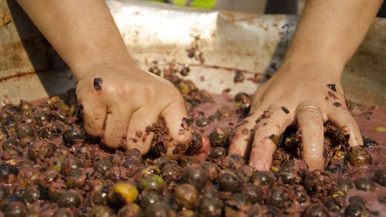 Semente de espécie nativa da Amazônia: Diversidade é uma das características em reflorestamento que está em curso na área | Foto: Tui Anandi/ISA