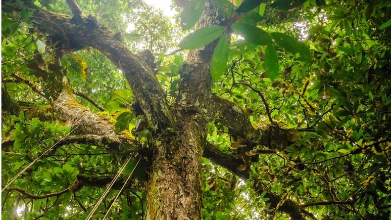 Árvore na Amazônia: Segundo especialista, "para que recuperação de florestas tenha chance de fazer frente às mudanças climáticas", passivo do desmatamento deve ser eliminado