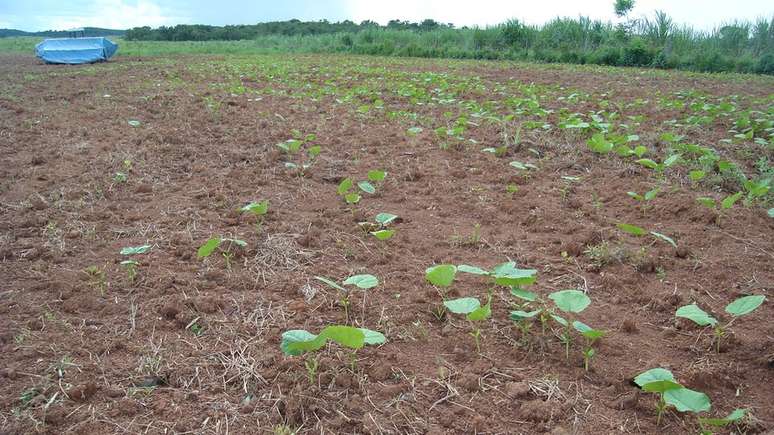 Área em restauração no Mato Grosso: especialistas reconhecem importância de projetos, mas apontam que força do desmatamento é maior | Foto: Eduardo Malta Campos Filho/ISA