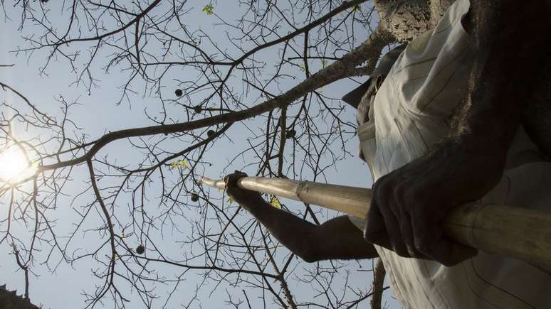 Coleta de frutos em área na Amazônia: Sementes para projeto de reflorestamento são colhidas e beneficiadas por índios e agricultores familiares | Foto: Tui Anandi/ISA