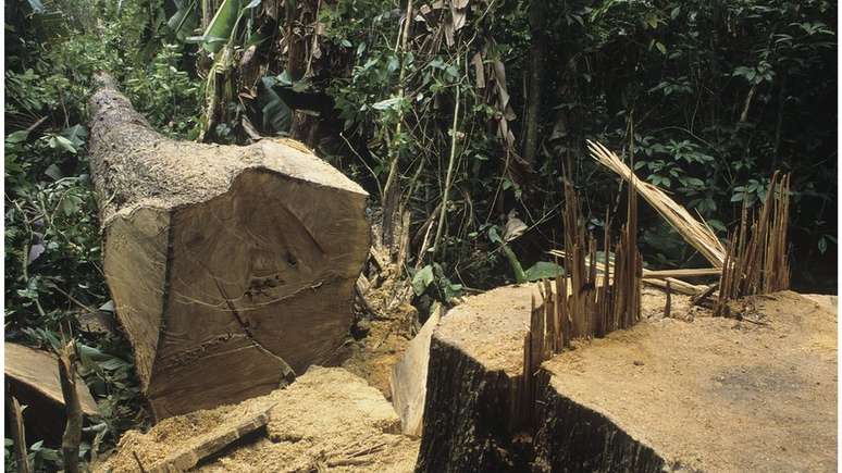 Árvore derrubada na Amazônia: Desmatamento ameaça o clima e também traz outros riscos, segundo especialistas