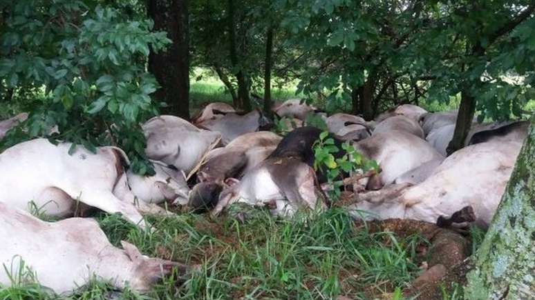 Bois mortos atingidos por raio no interior de São Paulo