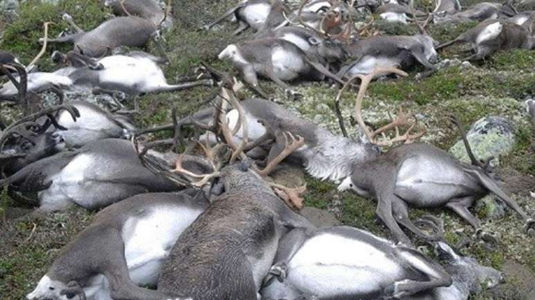 Uma tempestade com raios matou mais de 300 renas selvagens na Noruega em agosto de 2016 Foto | Agência do Meio Ambiente da Noruega