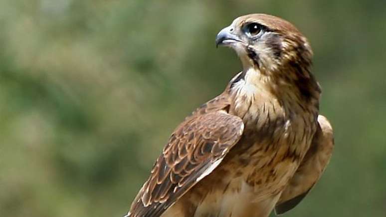 Com seu bico ou garras, o falcão-marrom carrega galho em chamas e o deixa em cair área da floresta ainda não atingida pelo fogo para facilitar sua caça