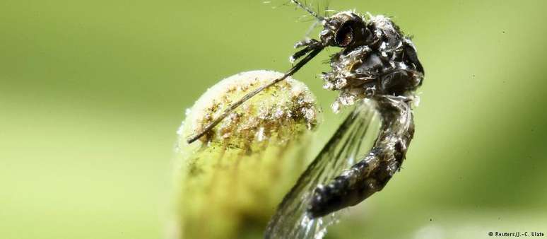 O mosquito aedes aegypti, que transmite a febre amarela no meio urbano