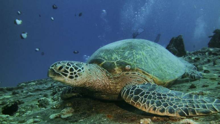 Definição do sexo das tartarugas-verde é definido pela temperatura de incubação dos ovos