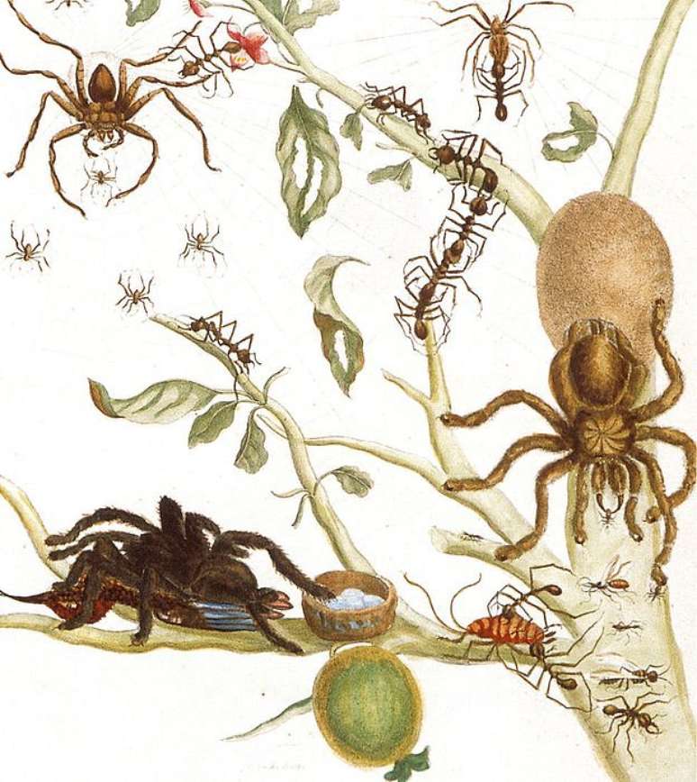 As ilustrações de Merian não se limitavam a lagartas e borboletas