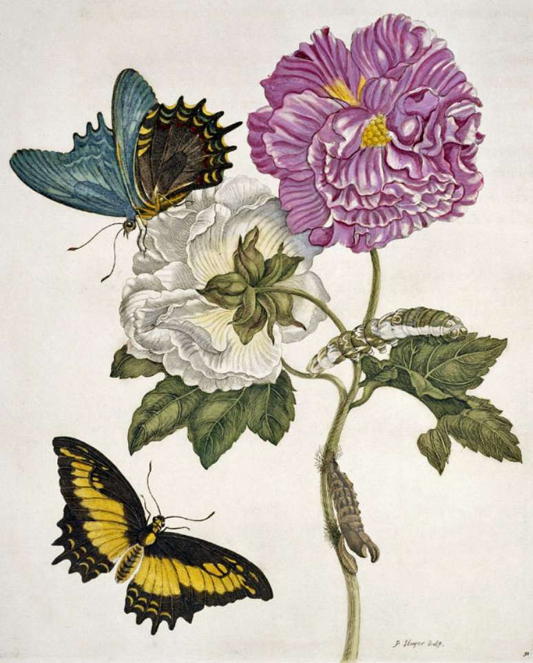 Merian desenvolveu um interesse peculiar que ia além da simples pintura de plantas e insetos | Imagem: Science Photo Library