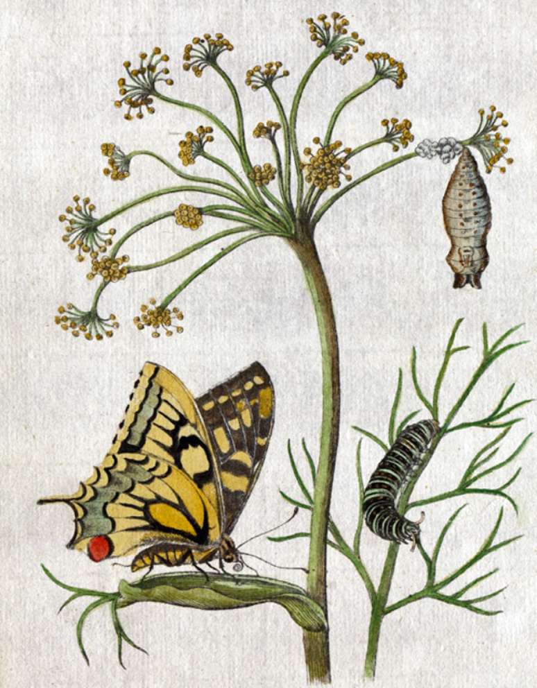 Três etapas da metamorfose, na ilustração de Maria Merian | Imagem: Science Photo Library