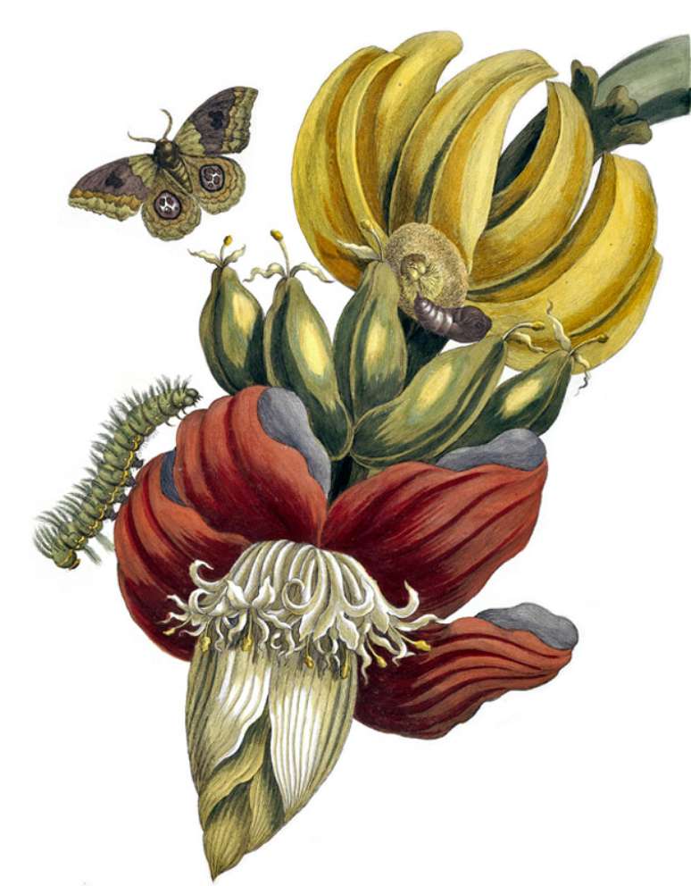 Merian ficou dois anos no Suriname | Imagem: Science Photo Library