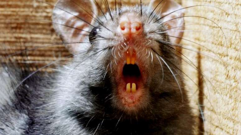 Pulgas de roedores têm sido historicamente culpadas pela transmissão da peste bubônica | Foto: Science Photo Library