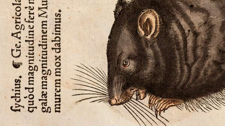 Uma ilustração de 1551 mostra um rato preto; a autoria é de Conrad Gesner, naturalista que morreu pela peste bubônica em 1565 | Ilustração: Science Photo Library