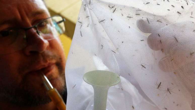 Febre amarela silvestre é transmitida por picada de mosquito Haemagogus e Sabethes