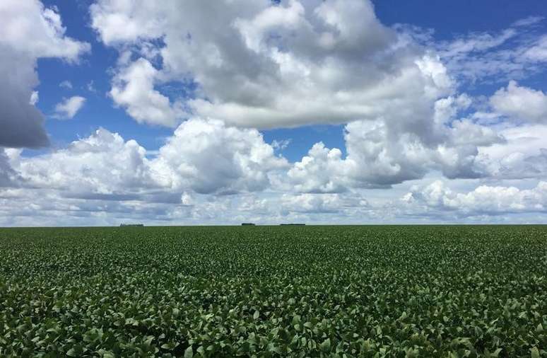 Plantação em,Barreiras, Bahia 19/3/2017  REUTERS/Roberto Samora 