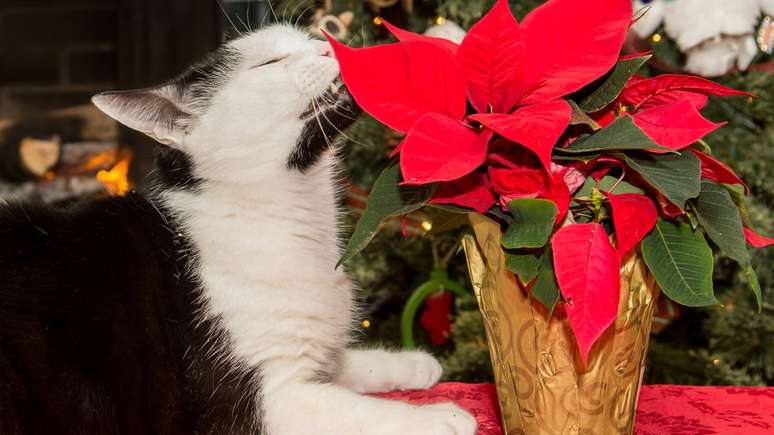 Bicos-de-papagaio, plantas que costumam adornar as casas no Natal, são perigosas para cães e gatos
