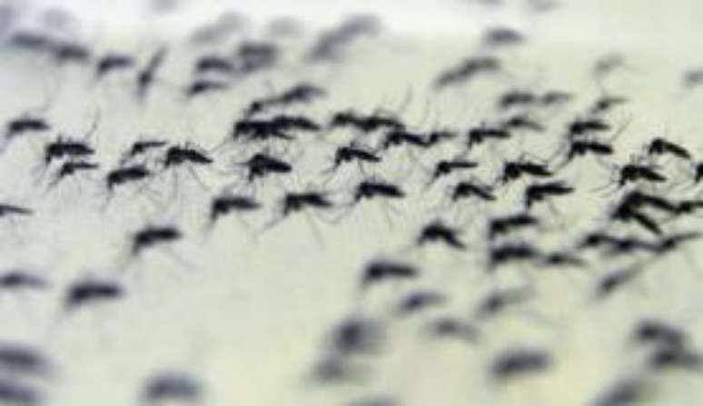 Mosquitos com Wolbachia no insetário da Fiocruz
